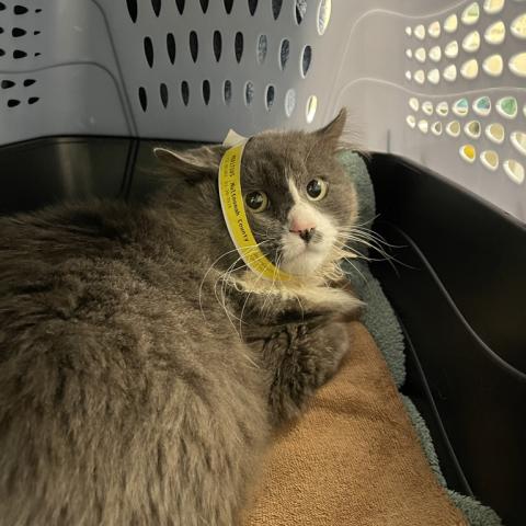 Photo for 158658 [Stromboli]