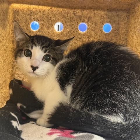 Photo for 158678 [385831]