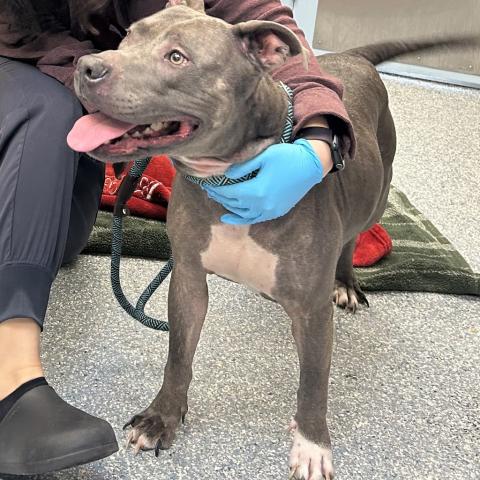 Photo for 158683 [Abby]