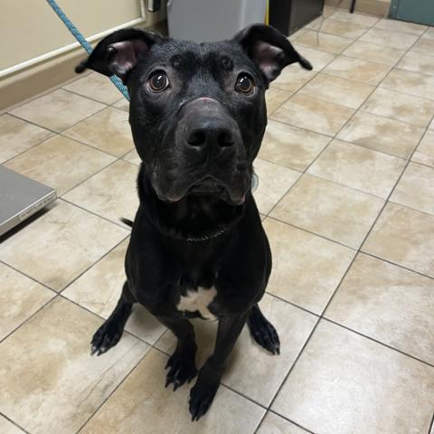 Photo for 158752 [Monkey]