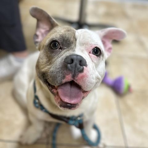 Photo for 158806 [Octavius]