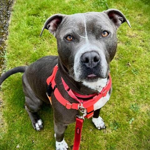 Photo for 158868 [Eeyore]