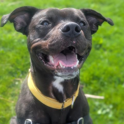 Photo for 158873 [Dr. Zoidberg]