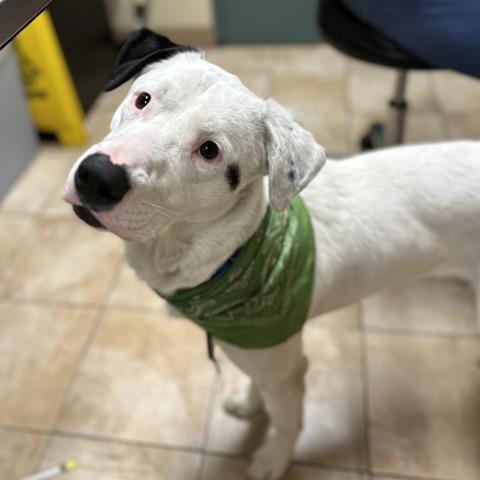 Photo for 158901 [Fenway]