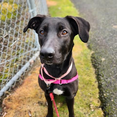 Photo for 158912 [Molly]