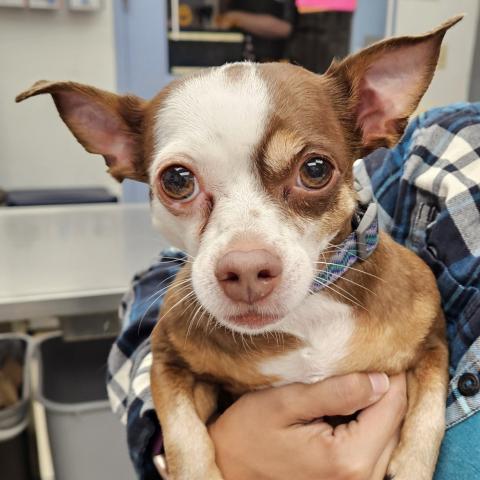 Photo for 158917 [Buddy]