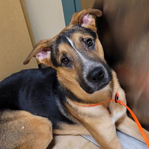 Photo for 158940 [Subie]