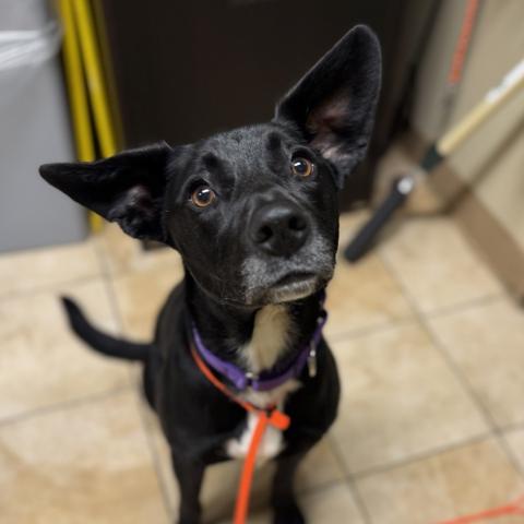 Photo for 158951 [Hollie]