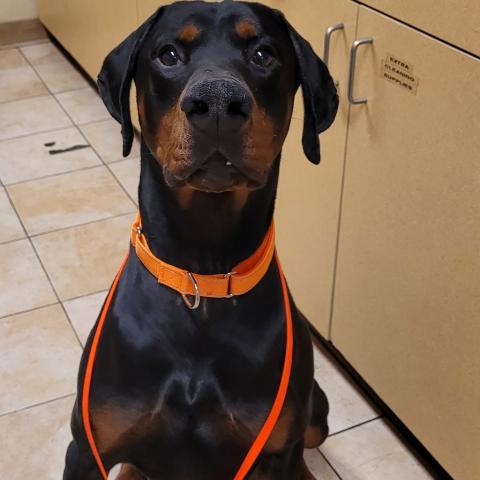 Photo for 158953 [Ares]