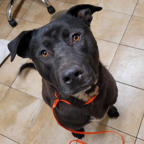 Photo for 158994 [Cannellini]