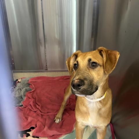 Photo for 159018 [Noodles]