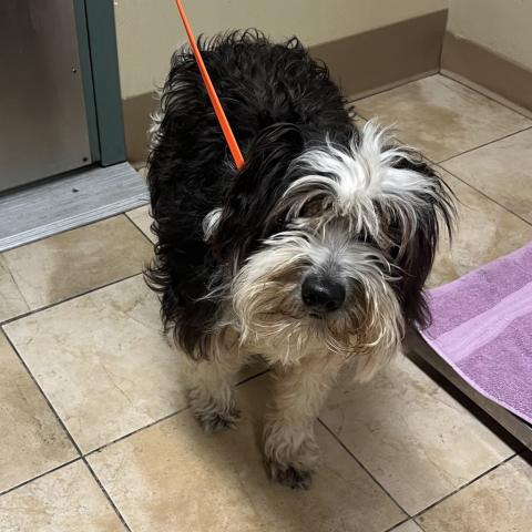 Photo for 159025 [Bubba]