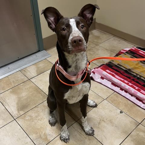 Photo for 159035 [Clarabell]