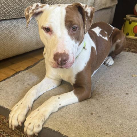 Photo for 159080 [Bean]