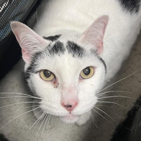 Photo for 159092 [Petunia]