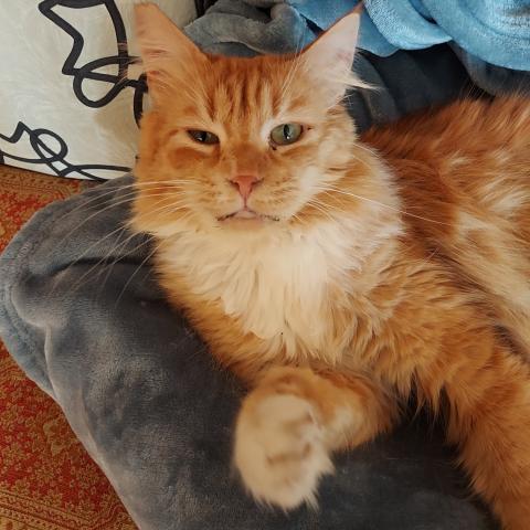 Photo for 159110 [Opie]