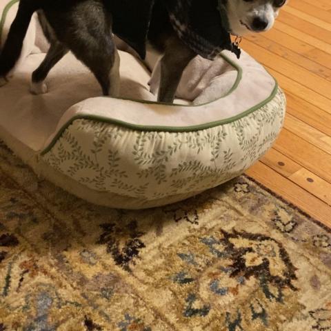 Photo for 159114 [Blue]