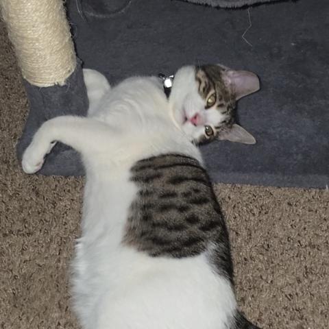 Photo for 159118 [Peanut]