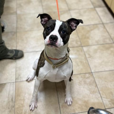 Photo for 159150 [Rolli King]