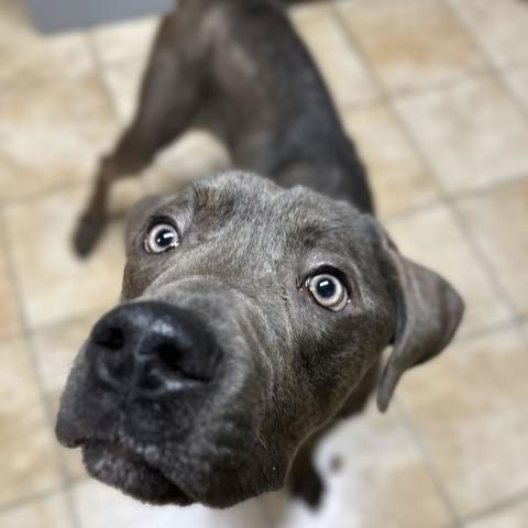 Photo for 159154 [Gordo]