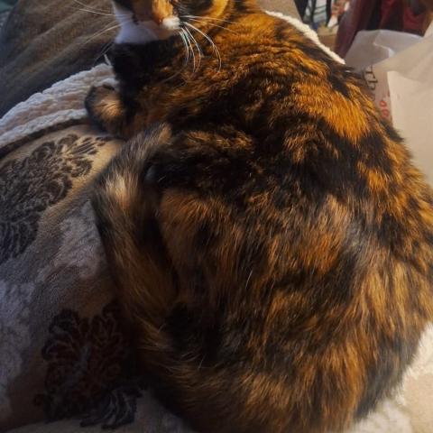 Photo for 159179 [Lily ]