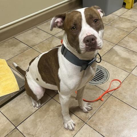 Photo for 159212 [Daisey]