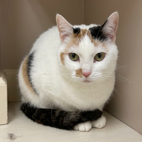 Photo for 159251 [Desi]