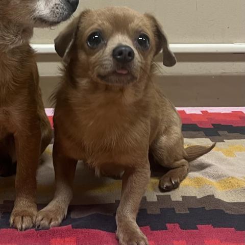 Photo for 159264 [Robin]