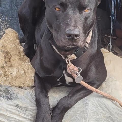 Photo for 159270 [Gimli ]