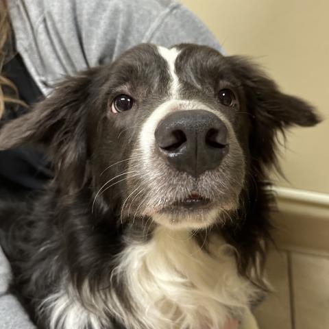 Photo for 159284 [Flint]