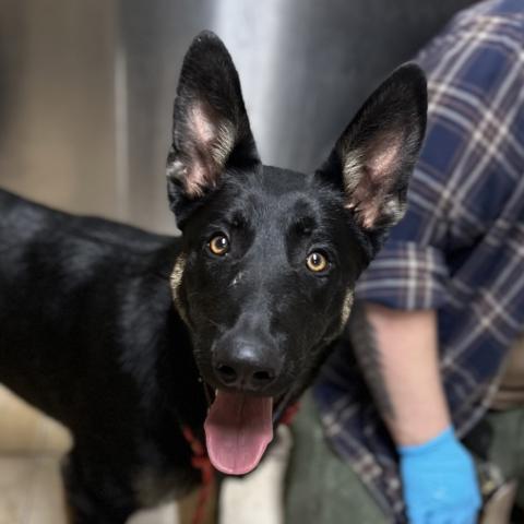 Photo for 159290 [Jerry]