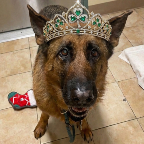 Photo for 159297 [Lacey]