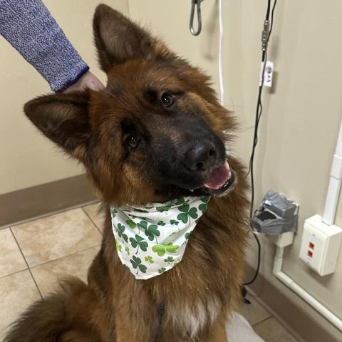 Photo for 159299 [Simon]