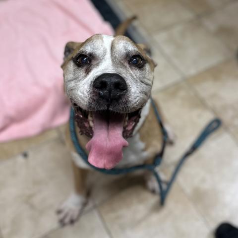 Photo for 159309 [Apollo]