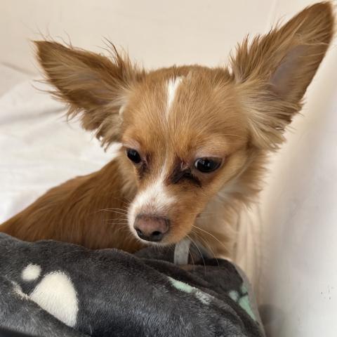 Photo for 159318 [Butterfly]