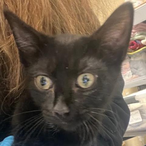 Photo for 159324 [Kohl]