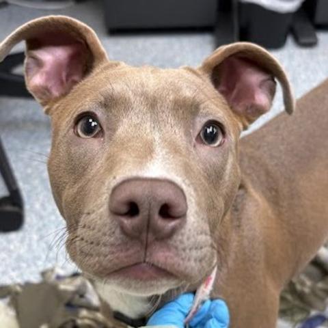 Photo for 159373 [Cosmic Brownie]