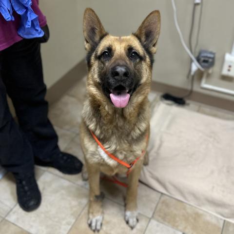 Photo for 159377 [Xena]