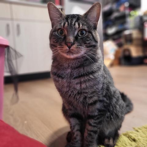 Photo for 159383 [Houdini]