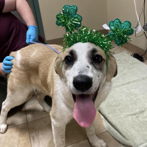 Photo for 159405 [Saoirse]