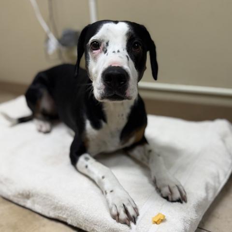 Photo for 159420 [Patty]