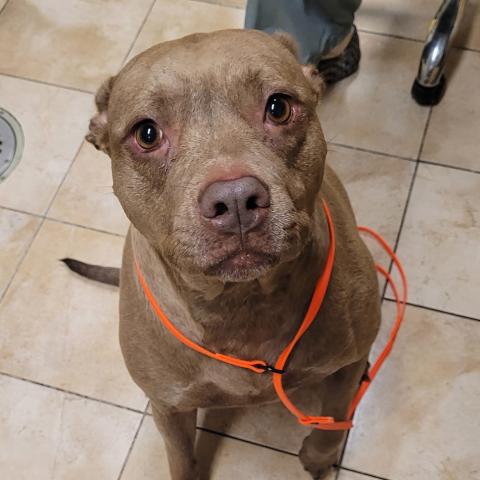 Photo for 159426 [Mocha Latte]