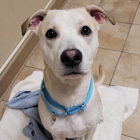 Photo for 159436 [Butterscotch]