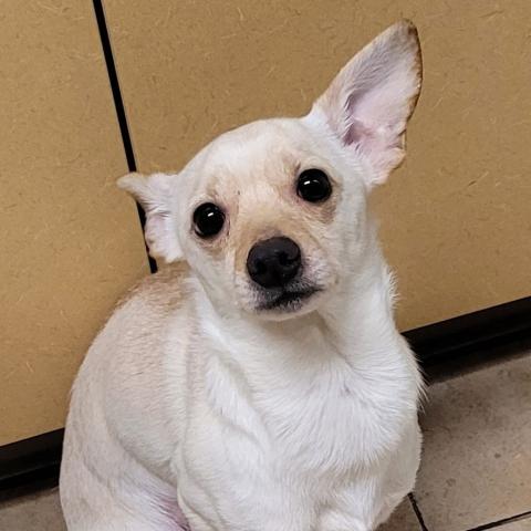 Photo for 159438 [Snowball]