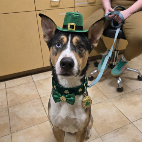 Photo for 159470 [Shamrock Shake]