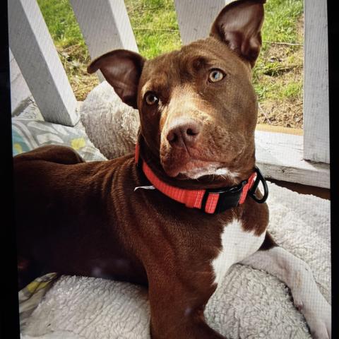 Photo for 159480 [Amber]