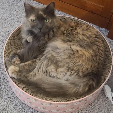 Photo for 159486 [Ramona(Mona)]