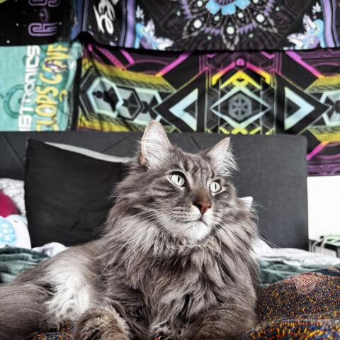 Photo for 159538 [Frank Sinatra]