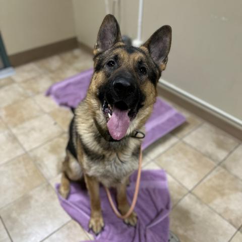 Photo for 159572 [Kong]