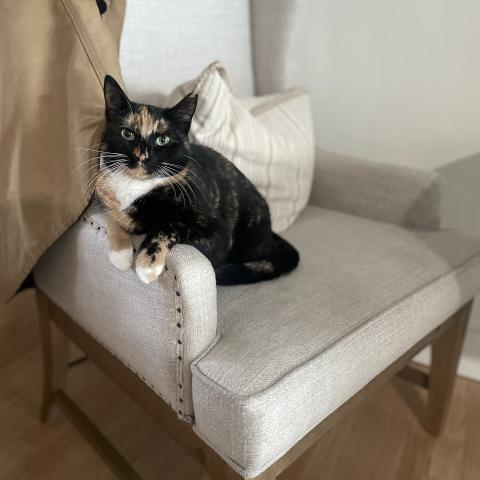 Photo for 159698 [Snickers]